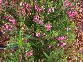 Summer Snapdragon / Angelonia 